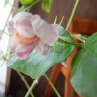 十数年ぶりのこの花は？（教えてください）