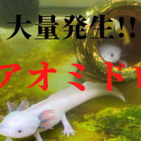 大量発生アオミドロ