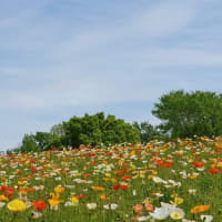 万博公園の“花の丘”はお花でいっぱいです！！