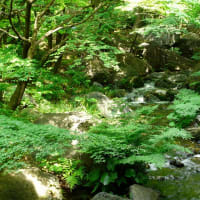 林へ行こう