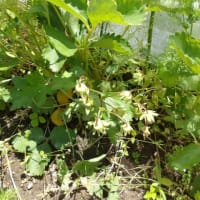 東側の花壇に花苗植え付けます