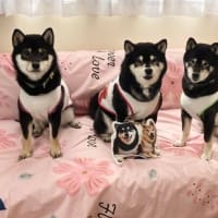 gooブログサービスのコクマチャどんブログ、終了します