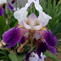 芍薬、小アヤメ、ジャーマンアイリス