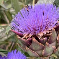 ネギ定植で過負荷