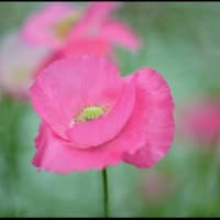 「近所で見つけた草花」ムギナデシコ（麦撫子）
