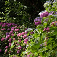 輪之内の紫陽花1①