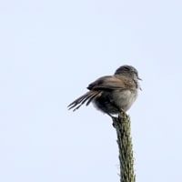 05/17探鳥記録写真：はまゆう公園の鳥たち（ウグイス、ホオジロ、ハクセキレイ、）