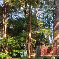 2024_1011_千葉成田市_麻賀多神社_大杉