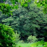 自然教育園日記　その311  Sony α1 IIとFujifilm GFX100Sを比較する