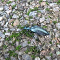 ツチハンミョウに気を付けて