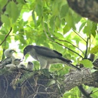 心に残る情景*「鳥景」見沼の小さな森・ツミの家族
