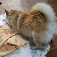 シャンプー