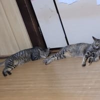 くっつく