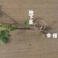 子どもの頃は…