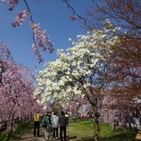 福島と山形の桜巡り―２