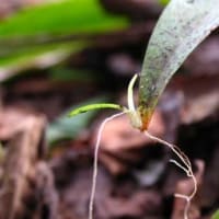 ショウジョウバカマの花と葉先につく子株