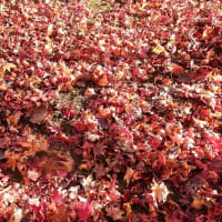 散りゆく庭の紅葉