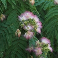 ネムノキの花