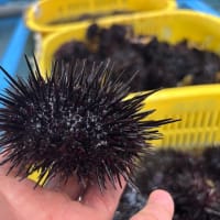 本日「ウニ口開け」