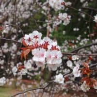 近況報告と桜色々