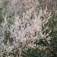 桃の花が咲いています