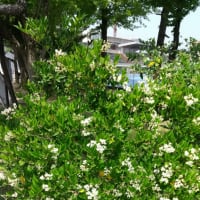 運動公園の花