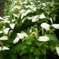 今日で6月も終わり…明日から7月…半夏生～ (￣ー￣)　続・蒟蒻ゼリー