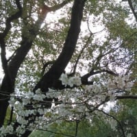 今年もそろそろ桜