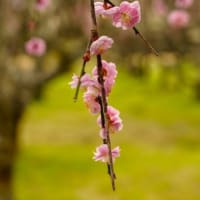 龍興寺の梅