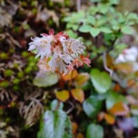 ミツバツツジが群生する下十枚山を観てUターン