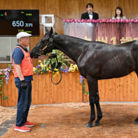 【九州1歳市場2024(Kyusyu Sale)】の「上場馬一覧＆ブラックタイプ」が公開
