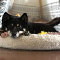 元気だワン🐶❣️ もう少し待っててワン❣️
