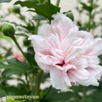 「相武台グリーンパーク」では紫色の「ムクゲ」が開花！！