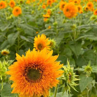 Tournesol