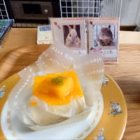 今日は...ココアちゃんの命日😢