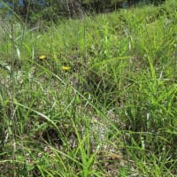 高ボッチ高原・鉢伏山の植物　コウゾリナ（剃刀菜）