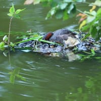 カイツブリ　命をつなぐ
