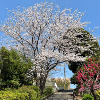 満開の桜　2023