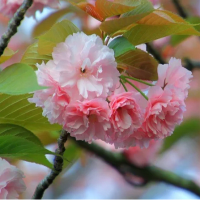 牡丹桜満開～