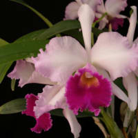 Blc. Good News 'Doris' AM/AOS & Lc. Marcia Foster 'Bob Sanker' AM/AOS