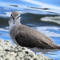 秋の渡りのトウネン