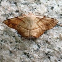 6月最後の教室　やまゆり咲く