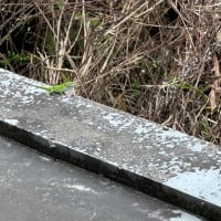 未確認生物見つけてしまいました。