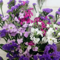 スターチスの花言葉は