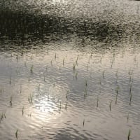 さざ波たつ田んぼ