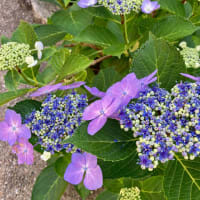 アジサイの「花」