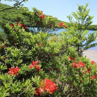 赤城山のレンゲツツジ