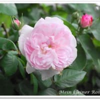 5月17日ファンタンラトゥール開花