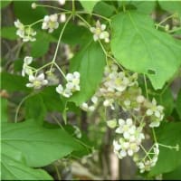 樹木の花。