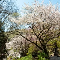 卯月の清明　清水寺の紅枝垂れ桜